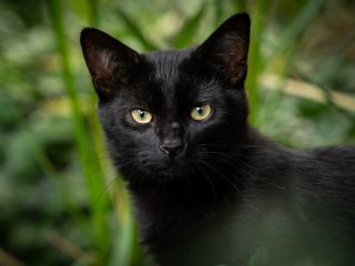 кот
